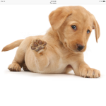 Cute Adorable Puppies