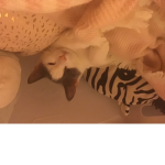 Angel Kittens!!!!