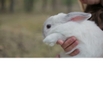 stop Rabbit testing