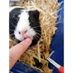 Animais lindos e fofos número 1