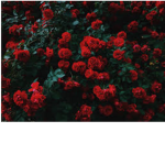 Rose_fam