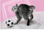 Kitty_Gamerz
