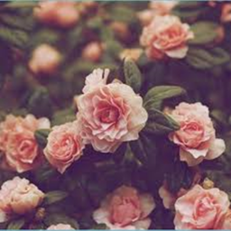 ❀