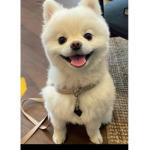Lamafluffbean