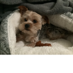 THE_DOGE_13