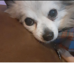 Dog Lu ve rs the group <3