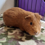 Guinea piggy gang