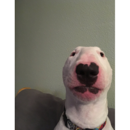 stare at walter