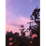 pOPPY SQAUD