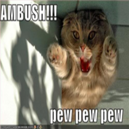 funny cat Roblox decal