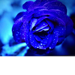 . Flowers forever.