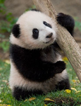 Panda pals studio