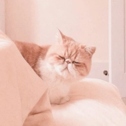 sleepy cat