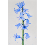 Blooming Bluebells