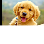 World of DOGS!?