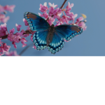 Awsome butterflies!