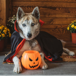 Animal of the month