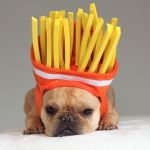 Chip Puppies