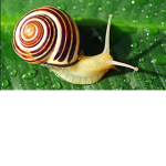 Snail squad ##