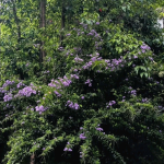 Lavender sage