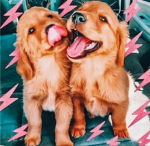 The Amazing dog army