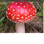 Mushroom.co