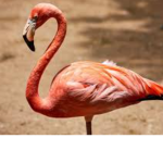 FLAMINGO PEOPLE GO REEEEEEEE