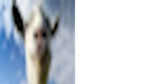 racecar UGC temporary name