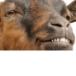 {The Goats}