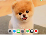 Alexa puppies
