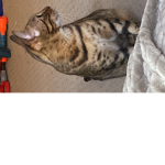 Luna loves cats