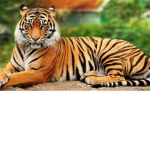 The Roblox Tigers