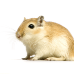 GERBILS UNITED OFFICIAL