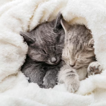 Sev's Donation Place 2