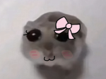 Hamster with a bow