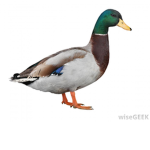 Duck Official Fans
