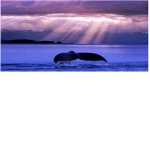 Save The Blue Whales!