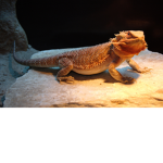 bearded dragon