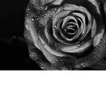 The Lonely Roses