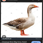 Together We Are Goose