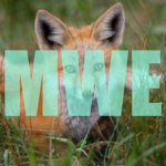 Mistwire Entertainment