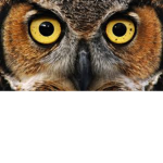 THE HOOTS