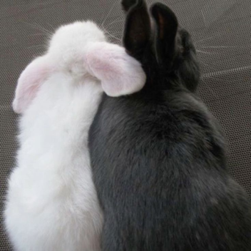 ☆.｡୨❤︎୧ .'☆.