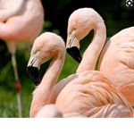 La team flamingo