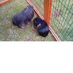 Jingles And Jafecake