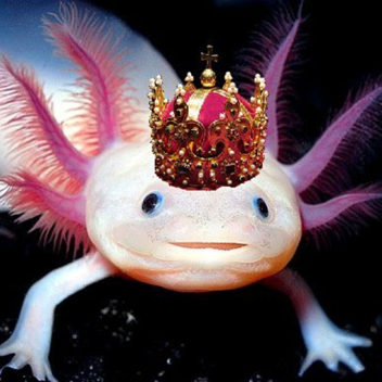 Raptorkongen's Place