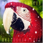 Scarlet Parrots