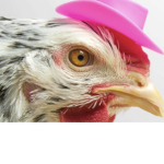 Chicken soldiers