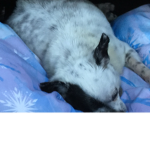 Cat dog plays
