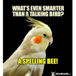 Cockatiel Rules